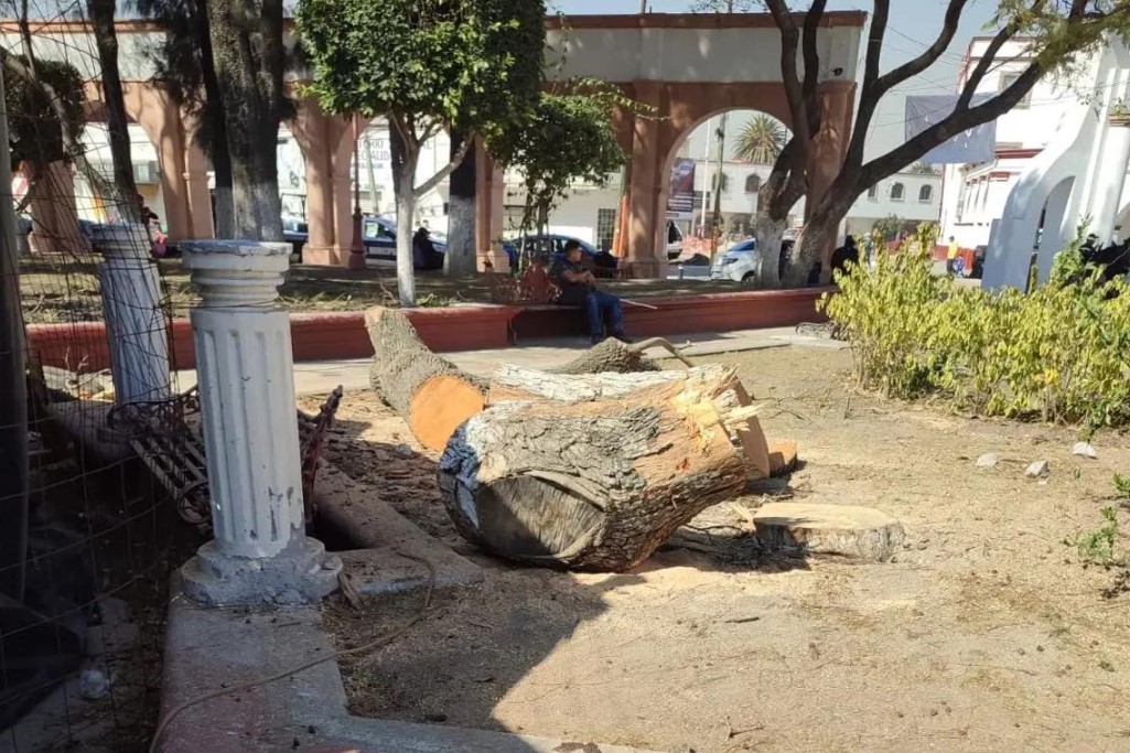 Vecinos De Tultitlán Denuncian Tala Indiscriminada De Árboles, Ordenada ...